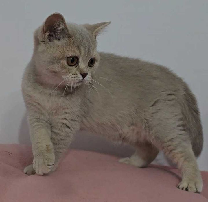 Gatinha British Shorthair com Lop