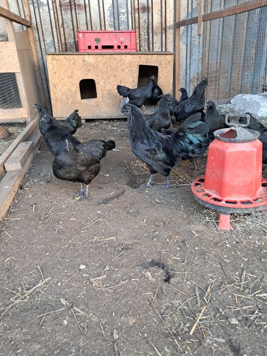 Jaja legowe ayam cemani