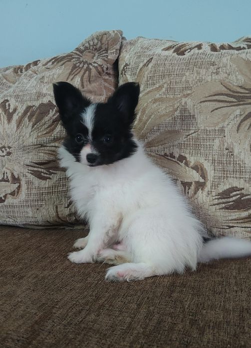 Spaniel kontynentalny miniaturowy Papillon - piesek ZKwP