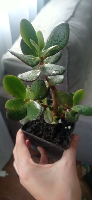 Кімнатна квітка грошове дерево толстянка