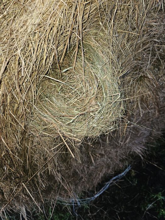Siano okrągłe bele 160 cm