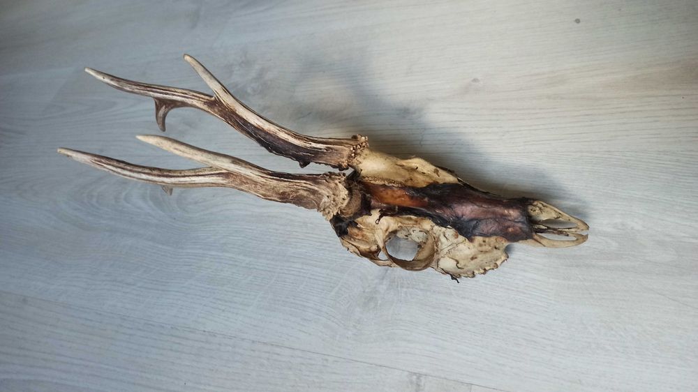 Wieniec kozła (sarny), poroże