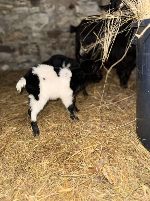 Vendo cabras micro anãs