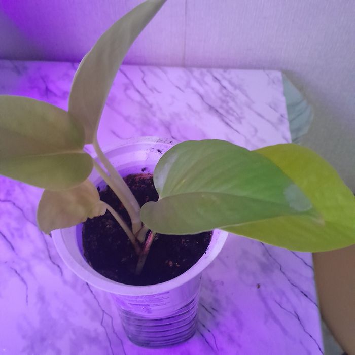 Сціндапсус епіпремн ум енжой . Білозелений . Неон жовтий . Сноу квін.