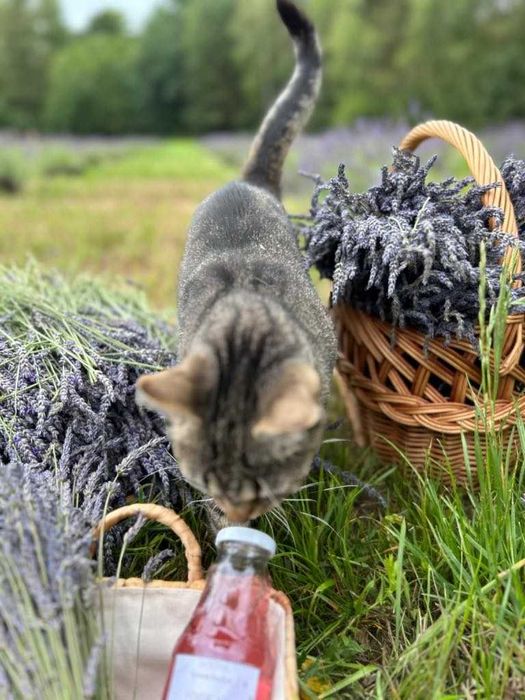 Lawendowy Syrop - 100 % naturalny