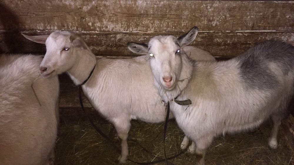 Продаються молоді кози