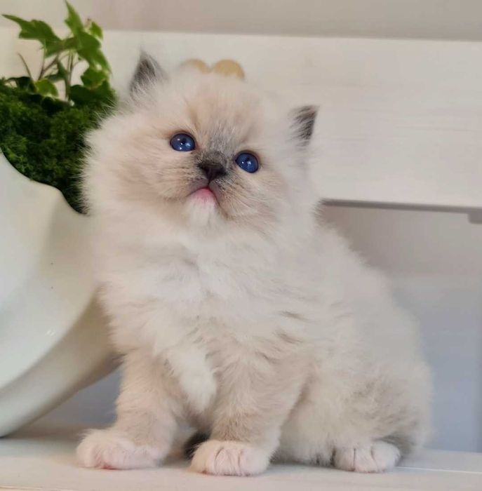 Kotka Ragdoll blue mitted z rodowodem
