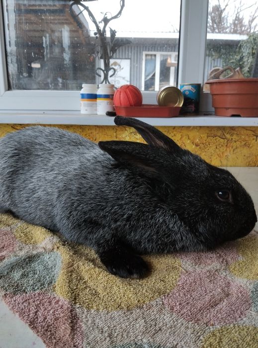 Продам кролі ПСрібло