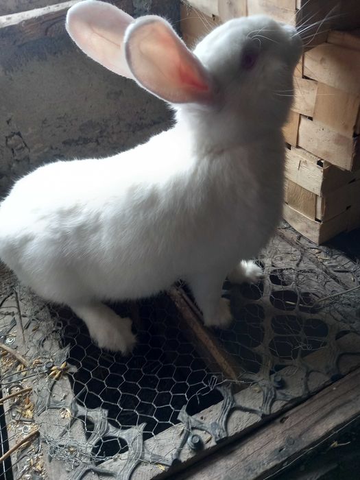 Sprzedam samca termandzki