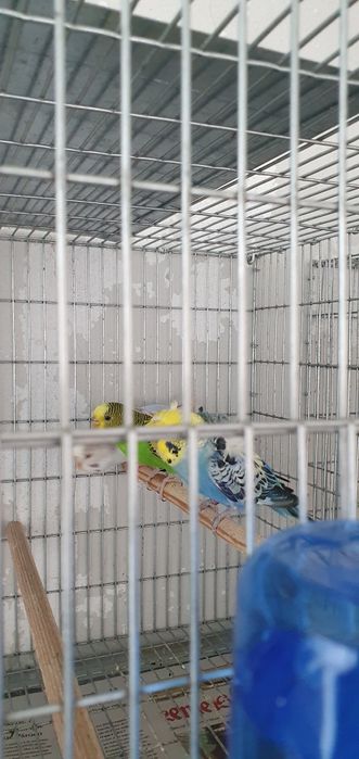 Piriquitos de varias mutações