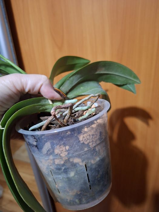 Орхідея pink bi, квітує