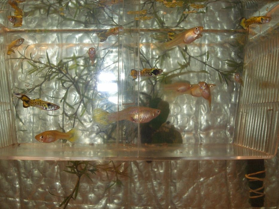 Gupiki Endlera - Yellow-Tiger[promocja]