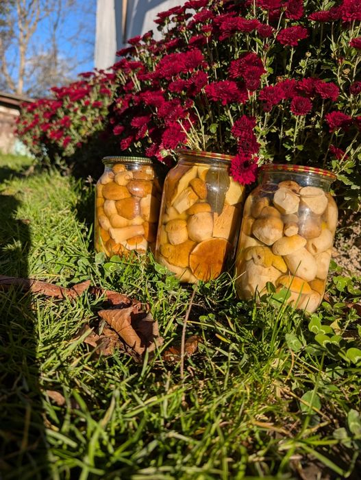 Продам мариновані голубінки та опеньки