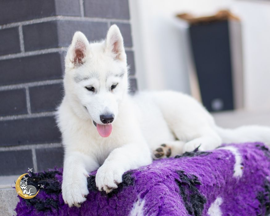 Szczeniak Siberian Husky z rodowodem ZKwP/FCI