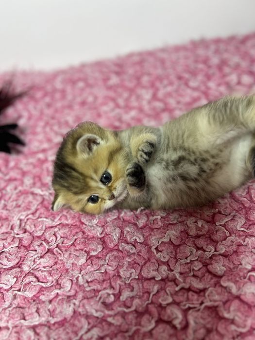 Kocurek brytyjski złota szynszyla czarny cieniowany