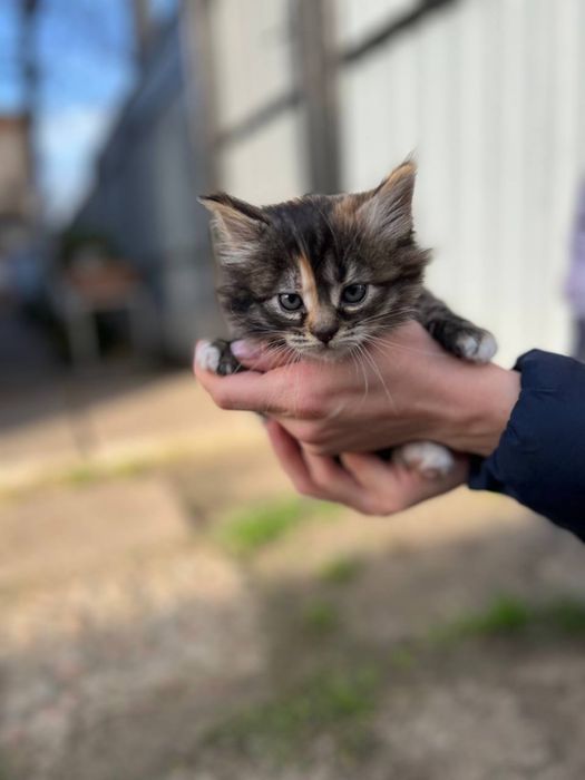 Віддам кошенятко ( можлива доставка) ЗАЛИШИВСЯ ОДИН ХЛОПЧИК