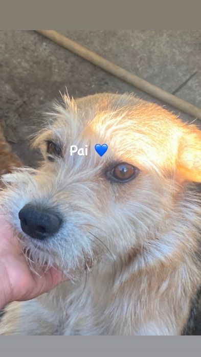 Cachorrinhos para adoção