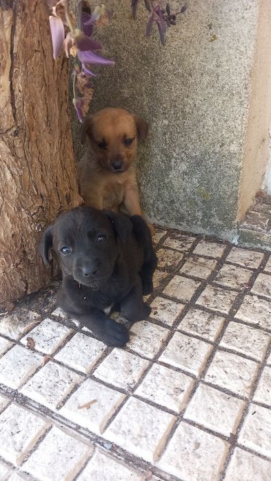 Só já restam estas 2 lindas cachorrinhas
