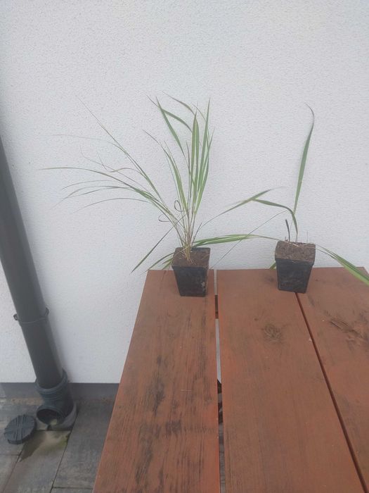 Zubrówka Sadzonki trawy żubrówki