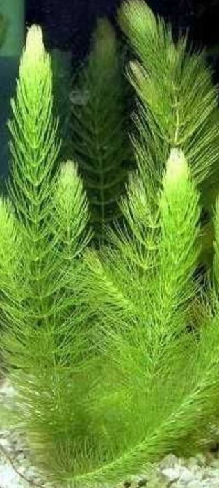 Rogatek roślinka  akwariowa