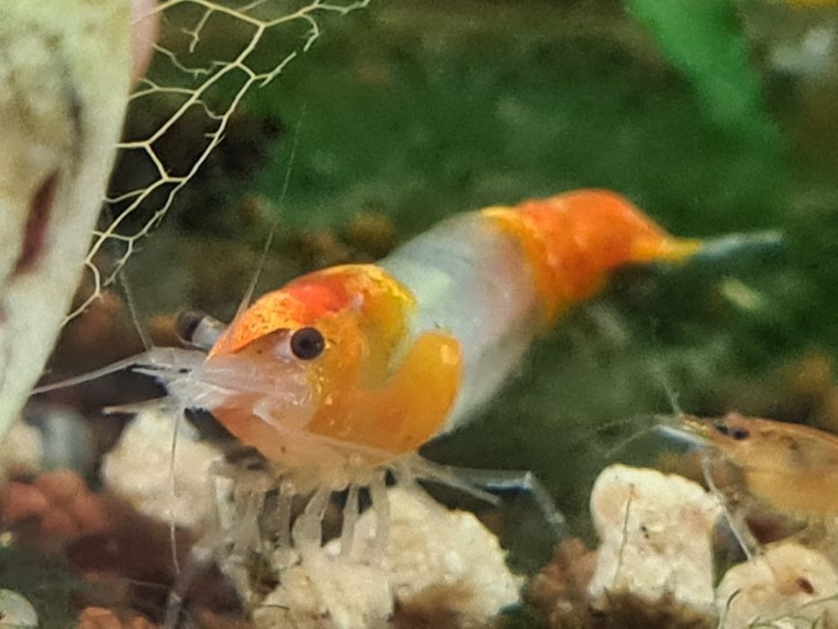 Krewetka, krewetki neocaridina Orange