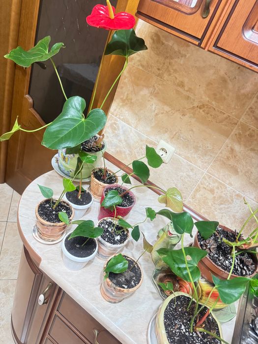 Антуріум червоний