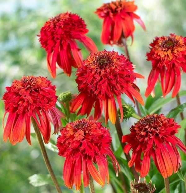 JEŻÓWKA HOT PAPAYA Echinacea - sadzonki w doniczkach