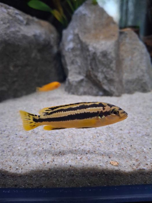 Pyszczak  melanochromis chipokae
