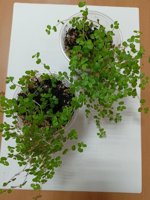 Солейролія Солейроля