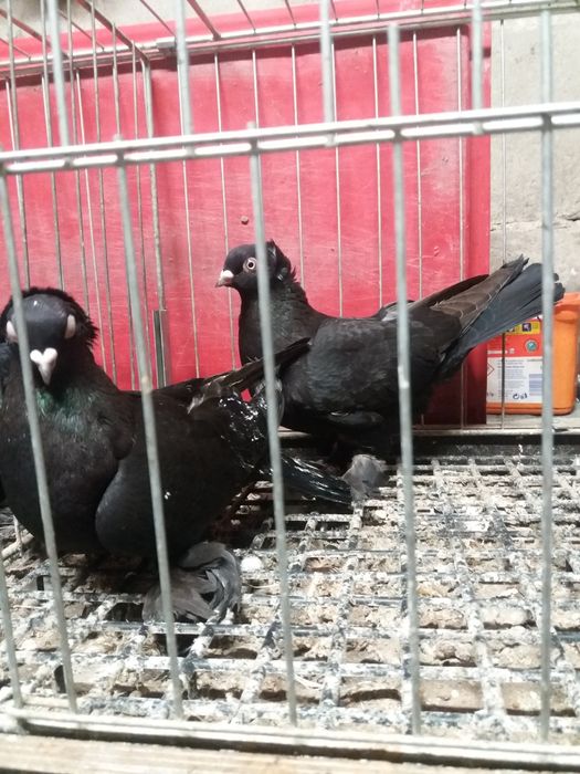 Wywrotki fajfry gołębie