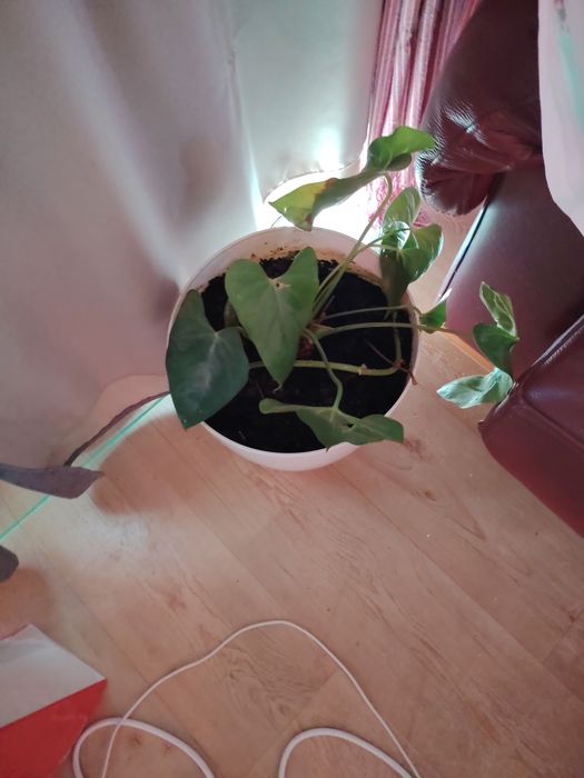 Plantas ornamentais