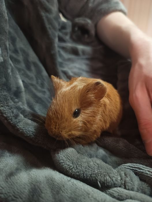 Каліфорнійські морські свинки (Мурчики)