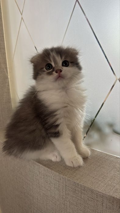 Продаж кошеня хлопчик британської висловухої пойнт-колор