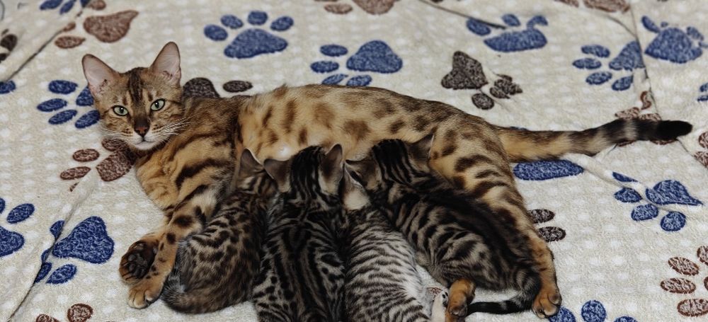 Бенгальские котята