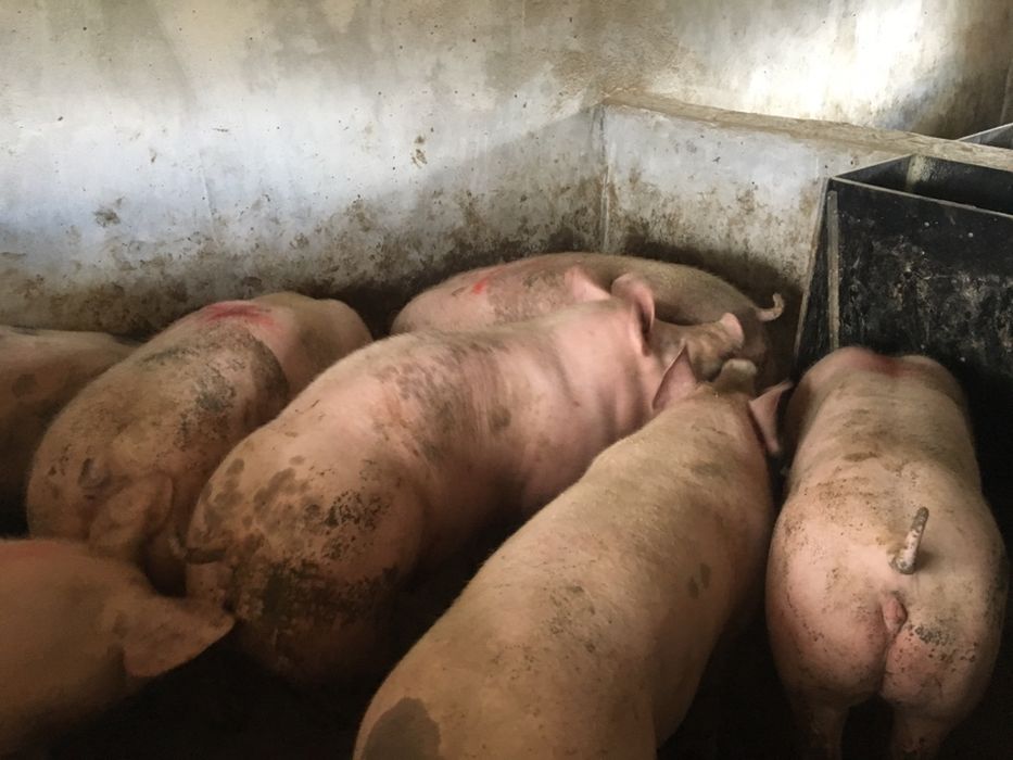 Продам мясні свині