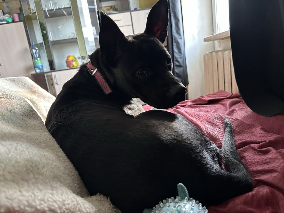 Отдам в очень хорошие руки щенка стаффордшир терьера — девочка Молли