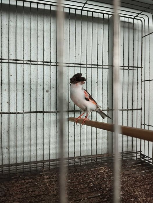 Vendo voadoras de criação canários