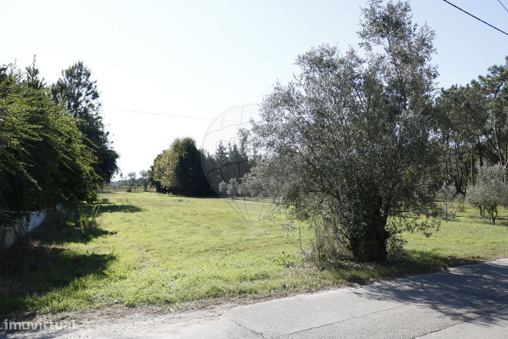 Terreno  para venda — Tocha, Coimbra