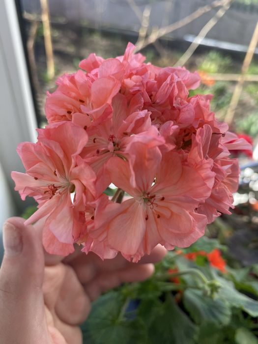 Пеларгонія  свіжий зріз