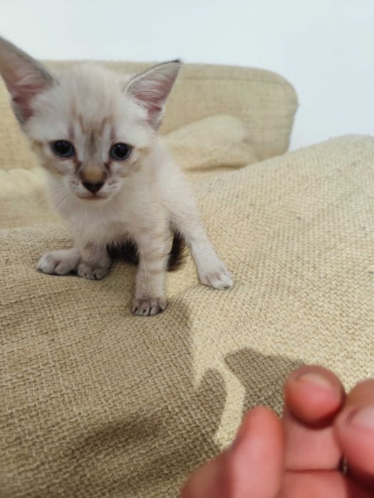Gatinhos para adoção