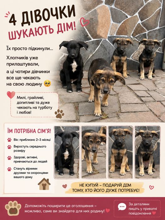 Песики в хороші руки!!