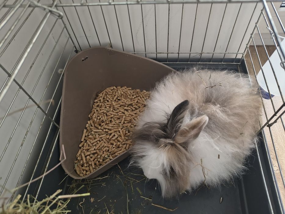 Sprzedam królika z całą klatką lub samego