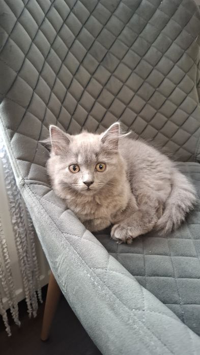 Грайливі кошенята