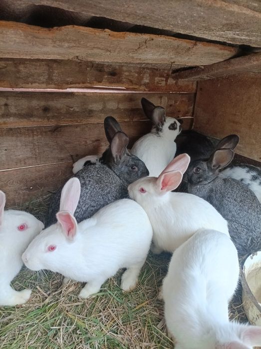 Продам Кролів 4 місяці.