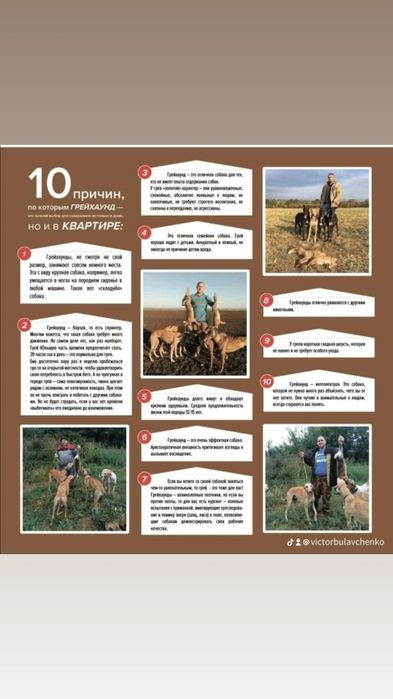 Продам дорослих грейхаундів