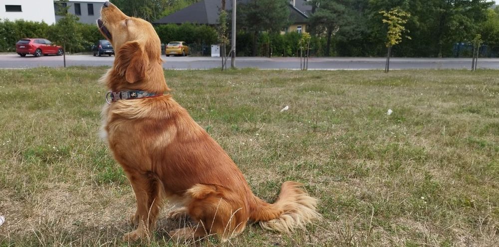 Rezerwacje Golden Retriever, planowany miot marzec 2026