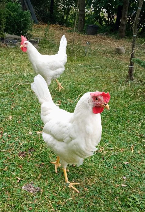 Kury Nioski Leghorn! 24 tygodnie! Wysyłka!