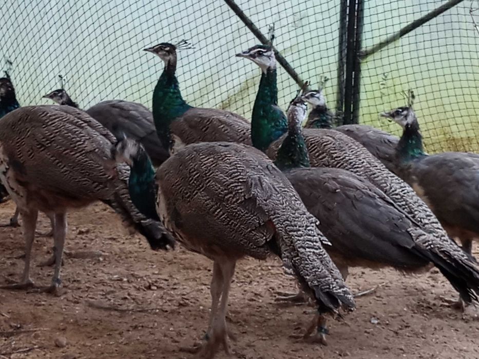 sprzedam pawie niebieskie młode