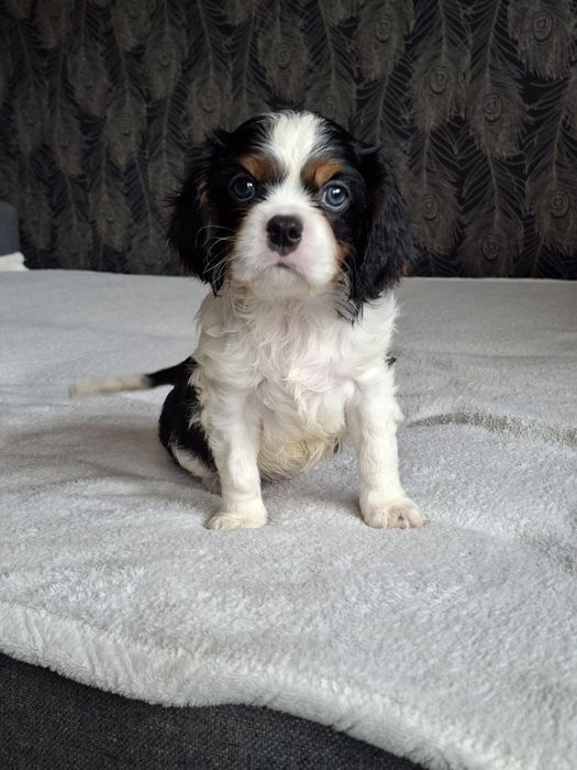 Cavalier King Charles Spaniel