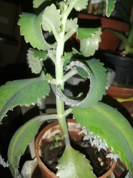 Каланхое. Столетник. денежное дерево.